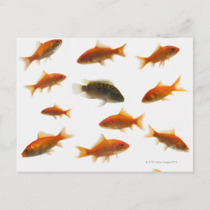 Goldfish 3 postkarte