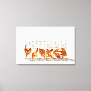 Goldfish 7 leinwanddruck
