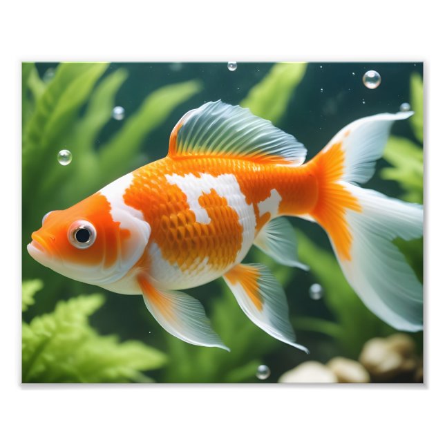 Goldfish Foto Print (Vorne)