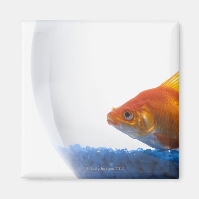 Goldfish in bowl on white background magnet (Vorne)