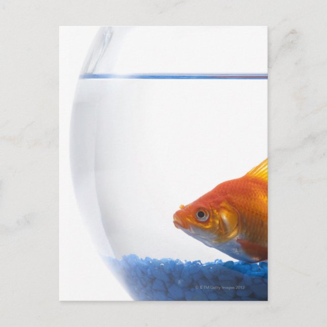 Goldfish in bowl on white background postkarte (Vorderseite)