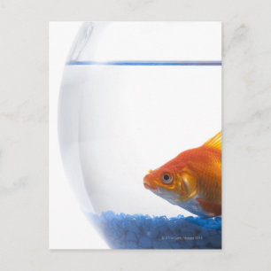 Goldfish in bowl on white background postkarte