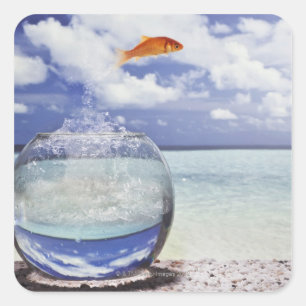 Goldfish Leap Quadratischer Aufkleber