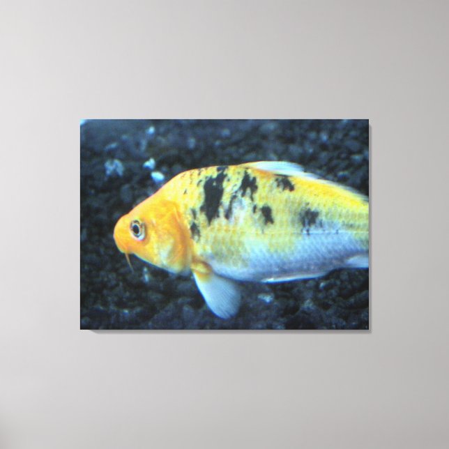 Goldfish-Leinwand Leinwanddruck (Vorderseite)