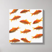 Goldfish