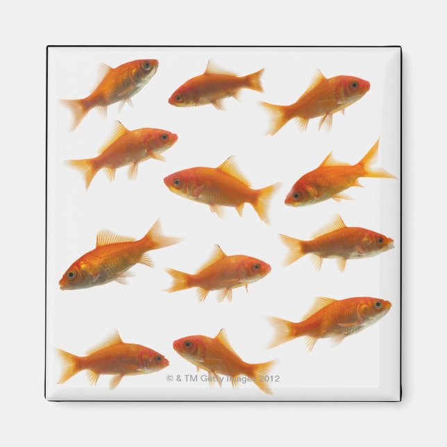 Goldfish Magnet (Vorne)