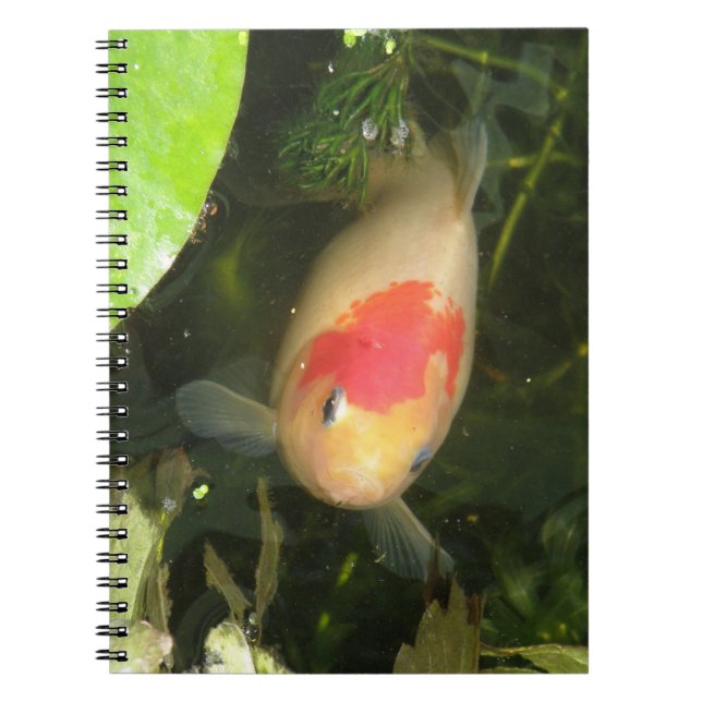 Goldfish-Notebook Notizblock (Vorderseite)