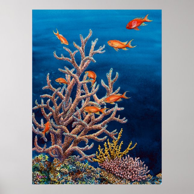 Goldfish of the Sea Poster (Vorne)