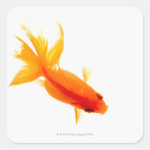 Goldfish, Overhead-Ansicht Quadratischer Aufkleber