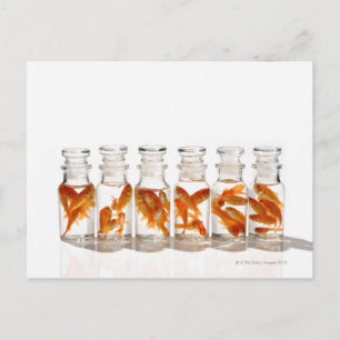 Goldfish Postkarte