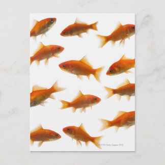 Goldfish Postkarte