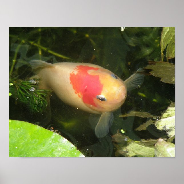 Goldfish Print Poster (Vorne)