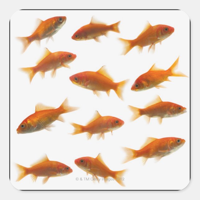 Goldfish Quadratischer Aufkleber (Vorderseite)