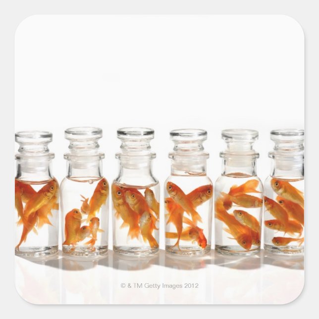 Goldfish Quadratischer Aufkleber (Vorderseite)