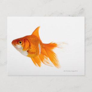 Goldfish, Seitenansicht Postkarte