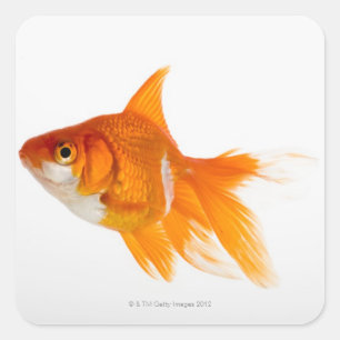 Goldfish, Seitenansicht Quadratischer Aufkleber
