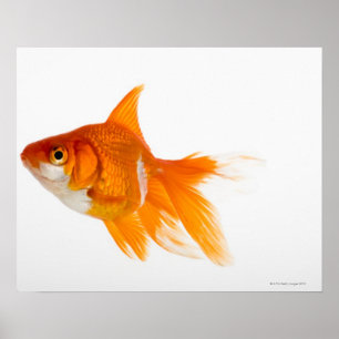 Goldfish, side view poster