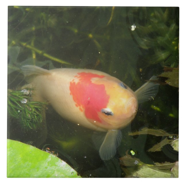 Goldfish Tile Fliese (Vorderseite)