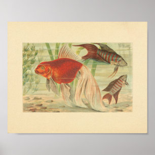 Goldfish Tropical Fish Vintage Color Art Print Poster