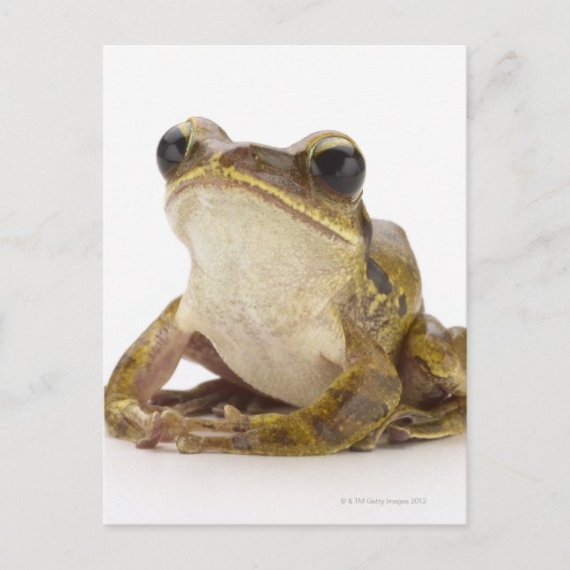 Goldfrösche Postkarte (Vorderseite)