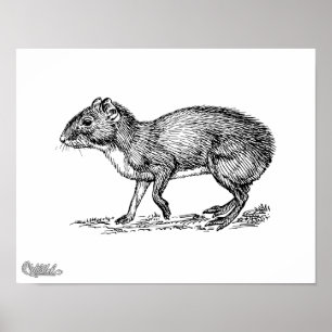 Goldhase Poster