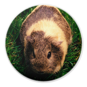 Goldhasen-Meerschweinchen im Gras Keramikknauf