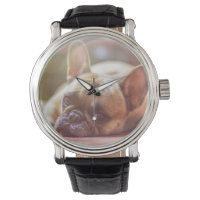 Goldhunde
