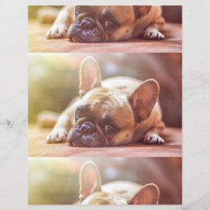 Goldhunde Flyer