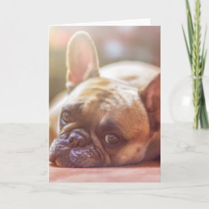 Goldhunde Karte