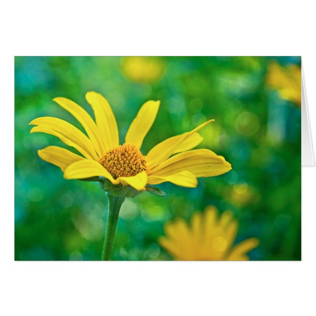 Goldie (Vorderseite (Horizontal))