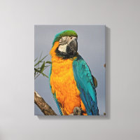 Goldie Blue Wrapped Canvas Druck