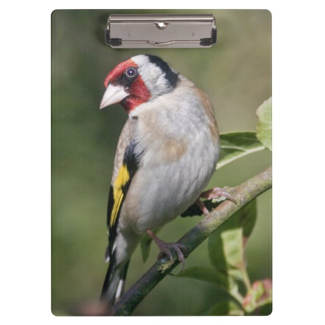 Goldie Clipboard Klemmbrett (Vorderseite)