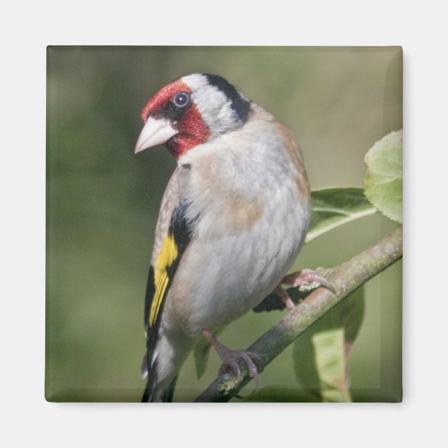 Goldie Magnet (Vorne)
