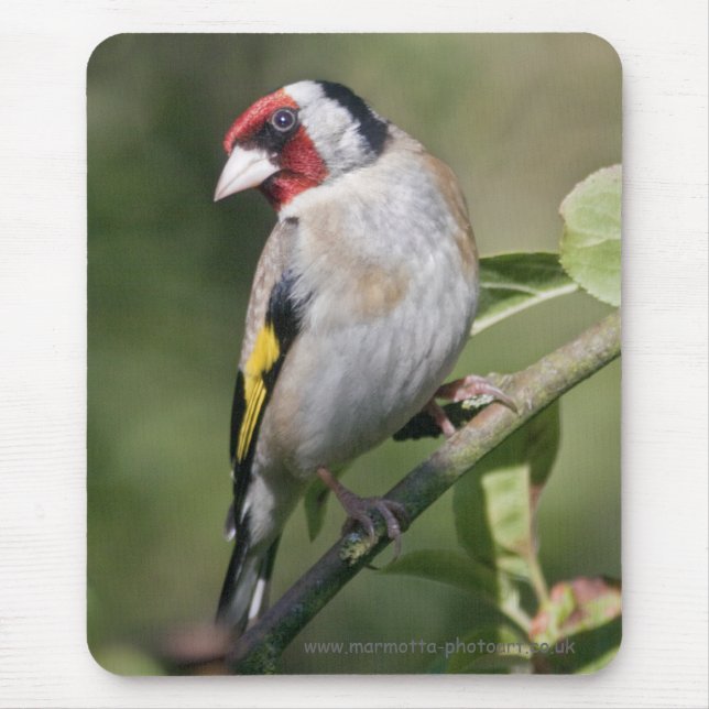 Goldie Mousemat Mousepad (Vorne)