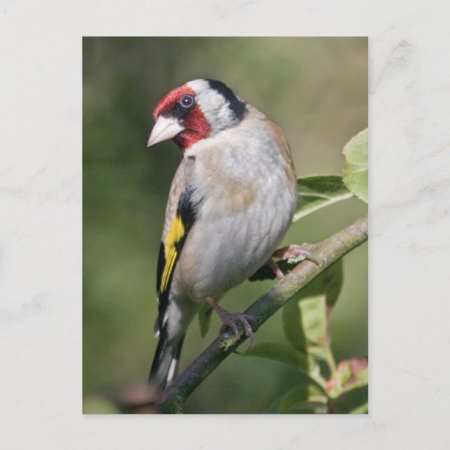 Goldie Postkarte (Vorderseite)