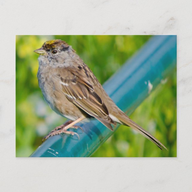 Goldkronenammer Postkarte (Vorderseite)
