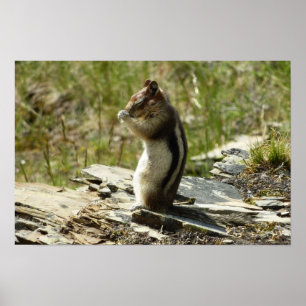 Goldmantel-Ziesel am Gletscher I Poster