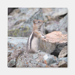 Goldmantel-Ziesel in Glacier II Magnet