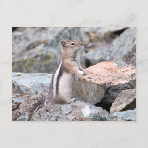 Goldmantel-Ziesel in Glacier II Postkarte