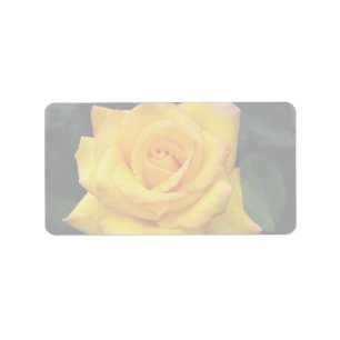 Goldmedaille Grandiflora Rose "Aroyqueli" Adressaufkleber