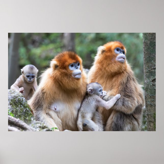 Goldnase langur Familie Poster (Vorne)