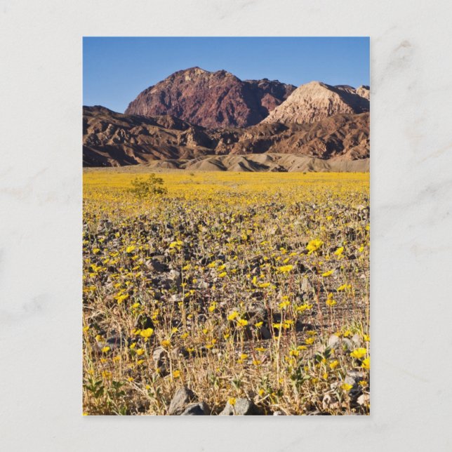 Goldrausch Postkarte (Vorderseite)