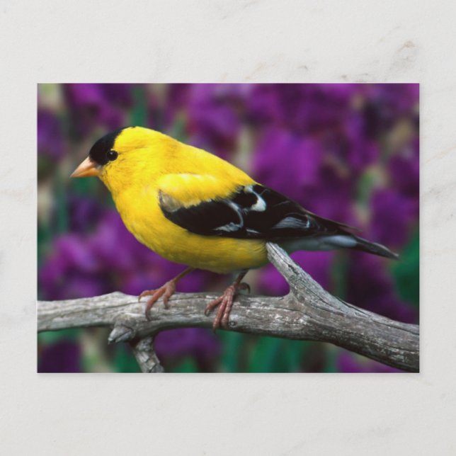 Goldschmiede (Spinus tristis) Postkarte (Vorderseite)