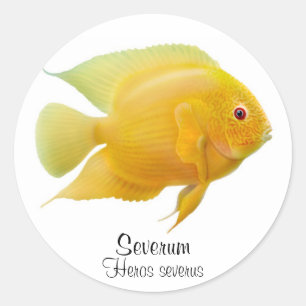 GoldSeverum Cichlid-Aufkleber Runder Aufkleber