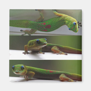 Goldstaub Gecko Magnet