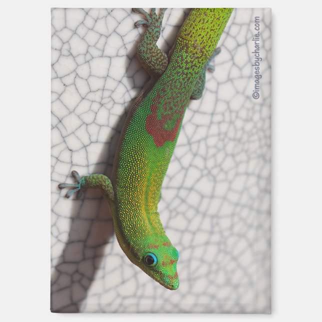 Goldstaub-Tag-Gecko-Kühlschrankmagnet Magnet (Vorderseite)