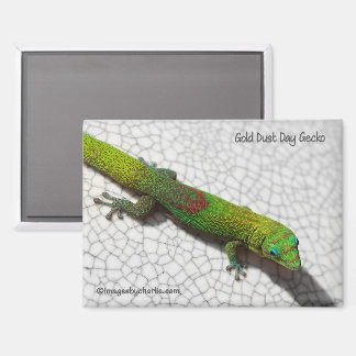 Goldstaub-Tag-Gecko-Kühlschrankmagnet Magnet