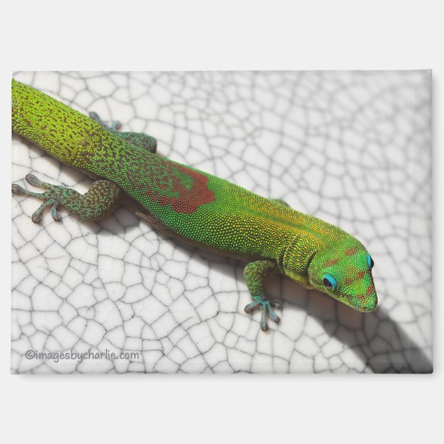 Goldstaub-Tag-Gecko-Kühlschrankmagnet Magnet (Vorderseite)