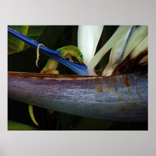 Goldstaubtag Gecko bei Blume Poster