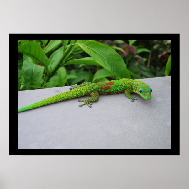 Goldstaubtag Gecko Poster (Vorne)